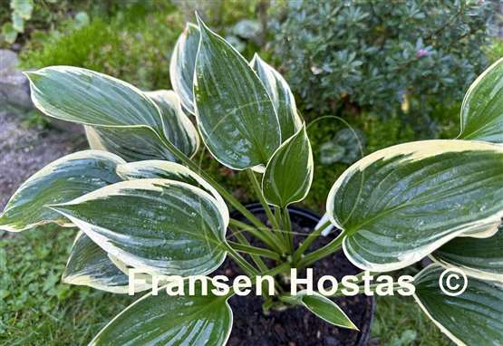 Hosta Dixie's Memory