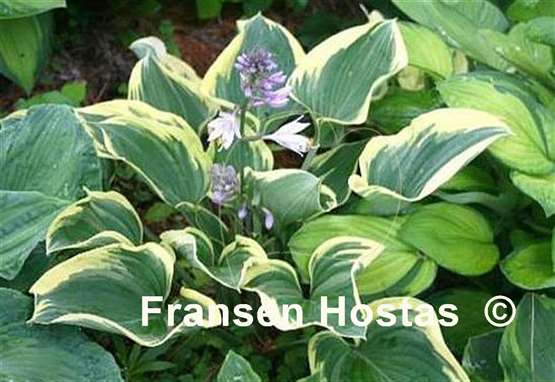 Hosta Dixie's Memory