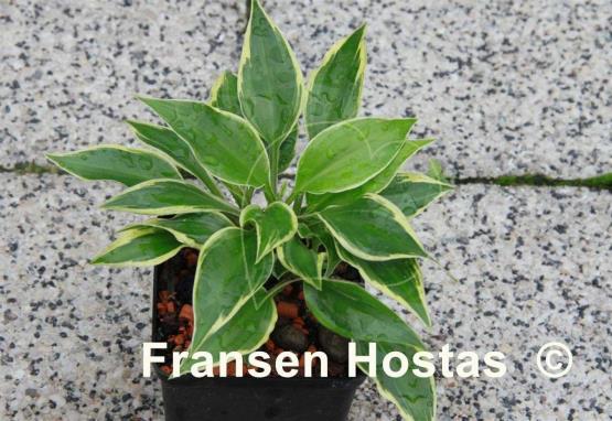 Hosta Dixie Chick