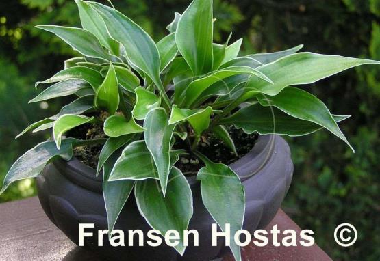 Hosta Dixie Chick