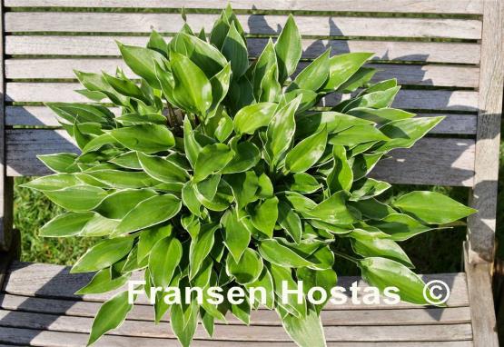 Hosta Dixie Chick