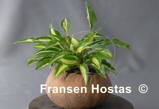 Hosta Dixie Chickadee