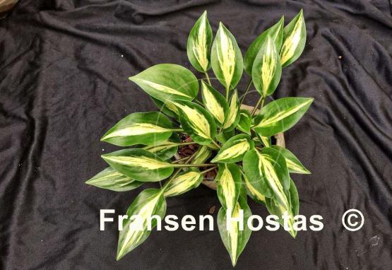 Hosta Dixie Chickadee