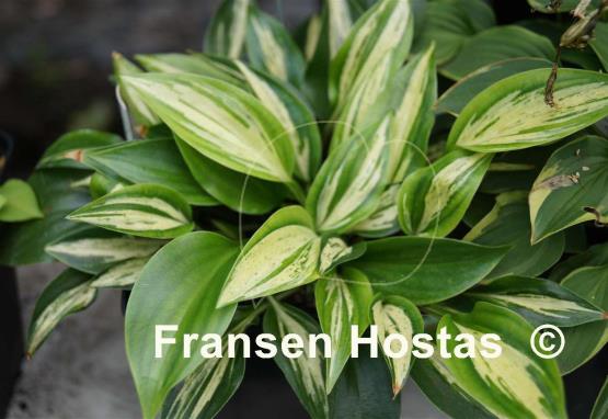 Hosta Dixie Chickadee
