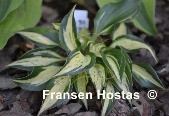 Hosta Dixie Chickadee