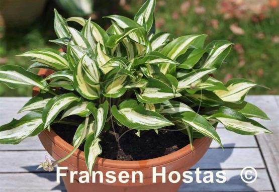 Hosta Dixie Chickadee