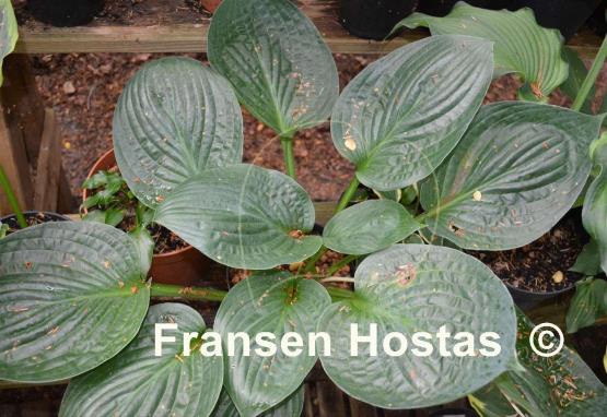 Hosta Dixie Cups