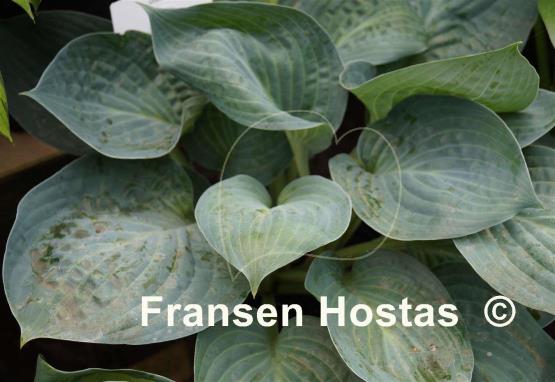 Hosta Dixie Cups