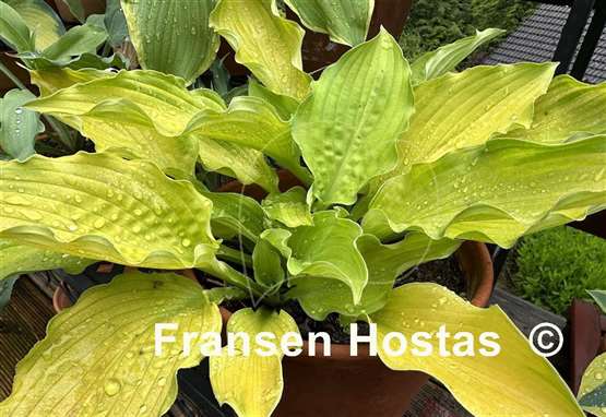Hosta Django