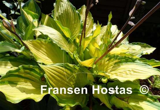 Hosta Django
