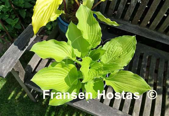 Hosta Django