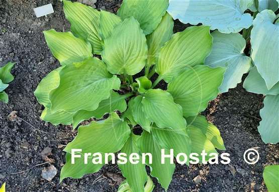 Hosta Django