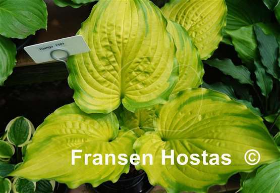 Hosta Django