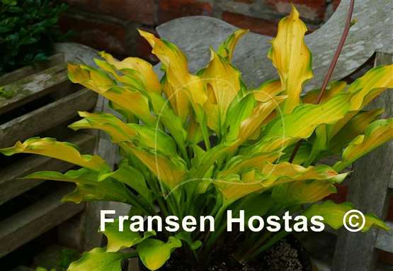 Hosta Django