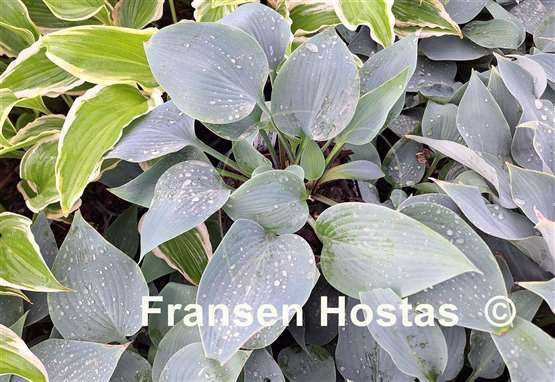 Hosta Do Wop