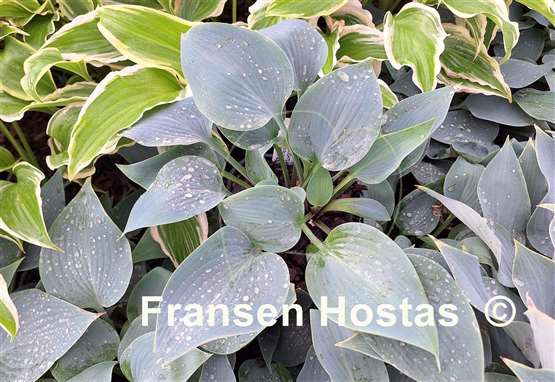 Hosta Do Wop