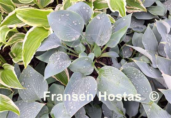 Hosta Do Wop