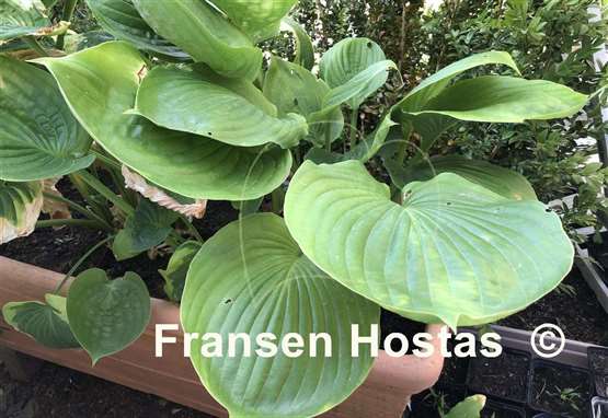 Hosta Domaine de Courson