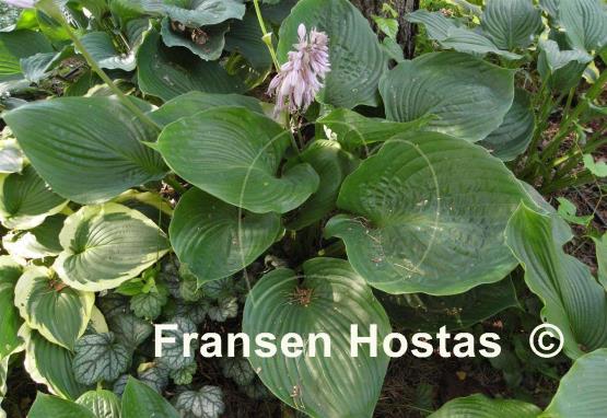 Hosta Domaine de Courson