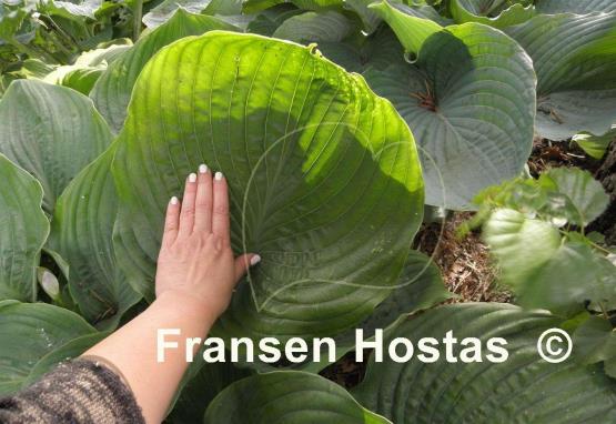 Hosta Domaine de Courson
