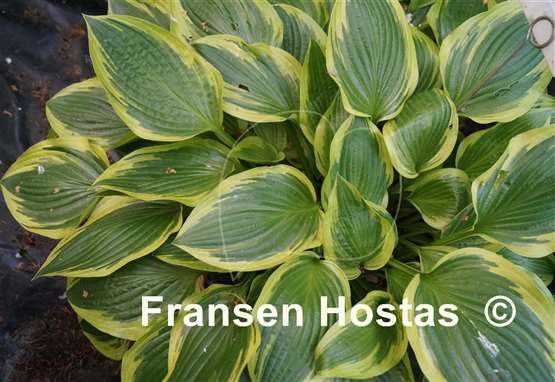 Hosta Don Stevens