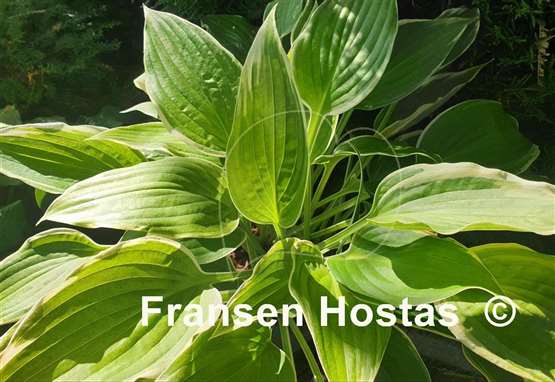 Hosta Don't Stop Believin