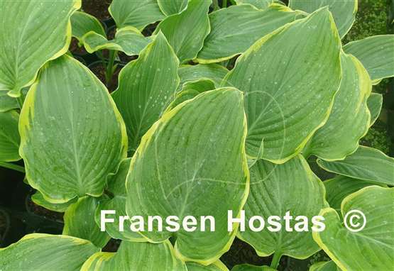 Hosta Don't Stop Believin