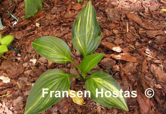 Hosta Don Quixote
