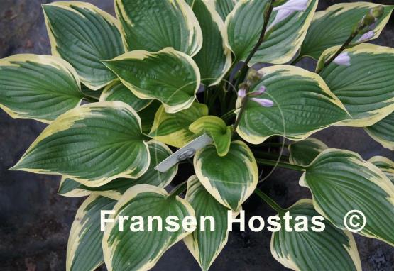 Hosta Don Stevens