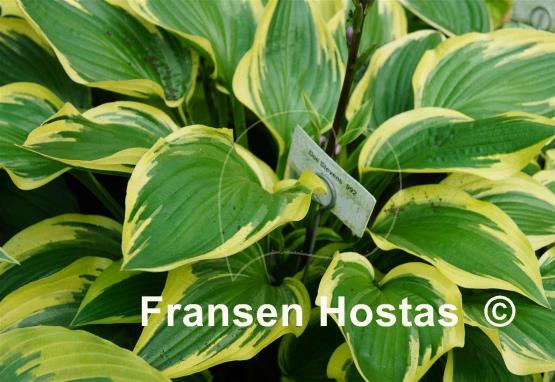 Hosta Don Stevens