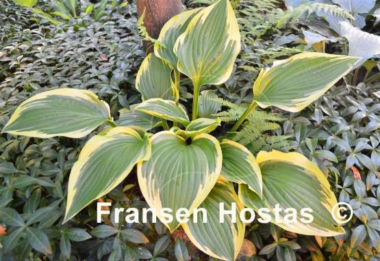 Hosta Don Stevens