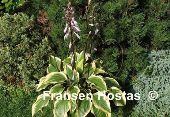 Hosta Don Stevens