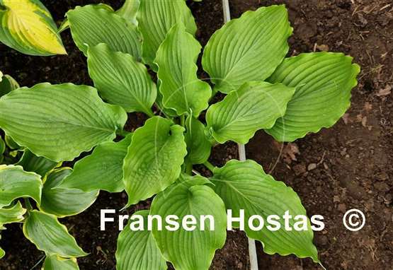 Hosta Donahue Piecrust