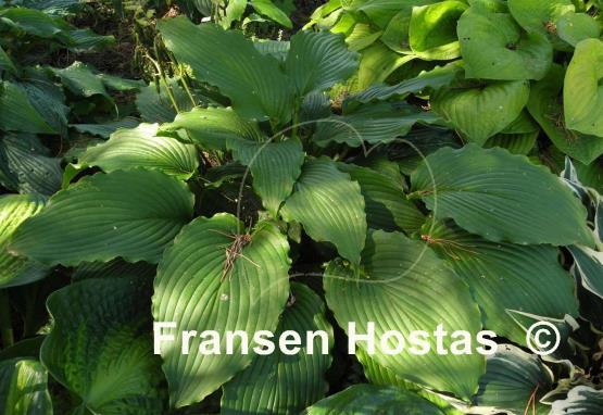 Hosta Donahue Piecrust