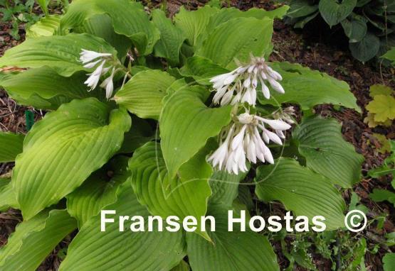 Hosta Donahue Piecrust