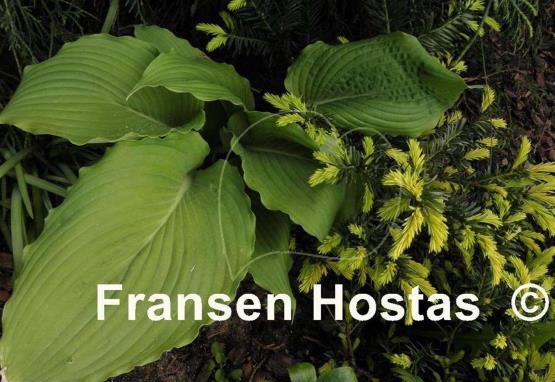 Hosta Donahue Piecrust