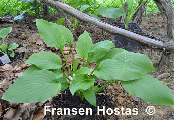 Hosta Donahue Piecrust