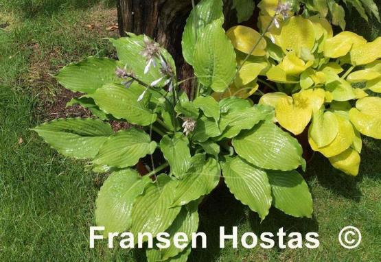 Hosta Donahue Piecrust