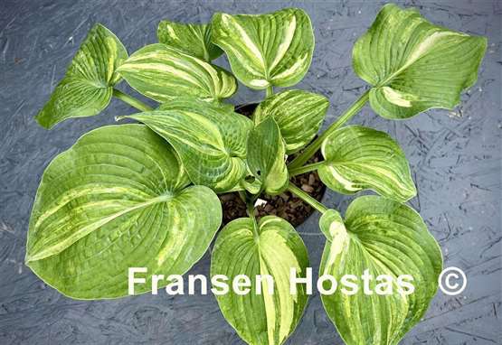 Hosta Dorothy Benedict