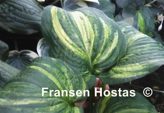 Hosta Dorothy Benedict