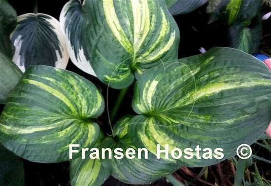 Hosta Dorothy Benedict