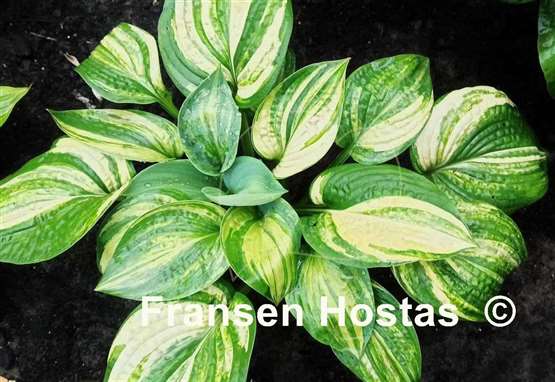 Hosta Dorothy Benedict