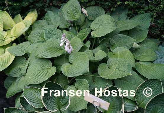 Hosta Dorothy