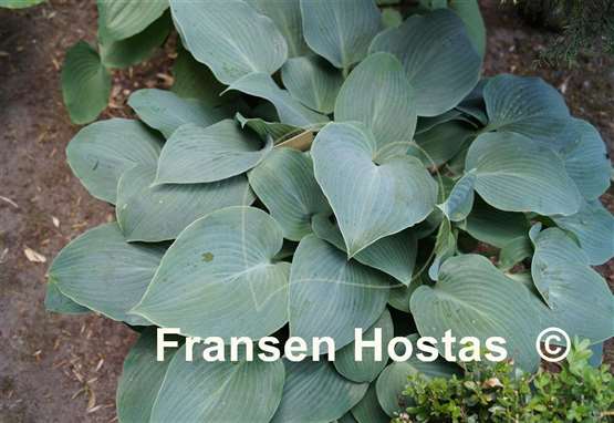 Hosta Dorset Charm