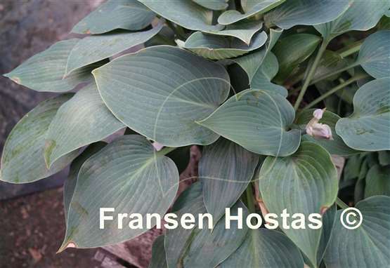 Hosta Dorset Charm
