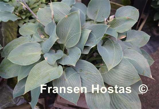 Hosta Dorset Charm