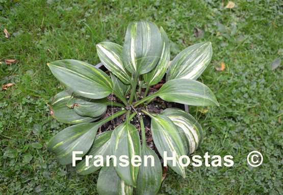 Hosta Dorset Clown