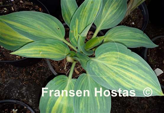 Hosta Dorset Clown