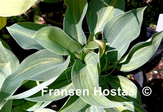 Hosta Dorset Clown
