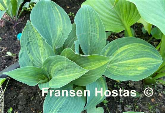 Hosta Dorset Clown